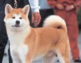 /album/fotogaleria-psy/te-jpg1/