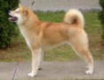 /album/fotogaleria-psy/ybaohoaoaoihoih%c2%a7or-jpg1/
